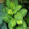 Funika/Hartlelie (Hosta 'Guacamole')