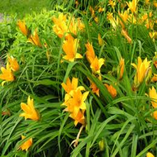 Taglilie (Hemerocallis middendorffii)