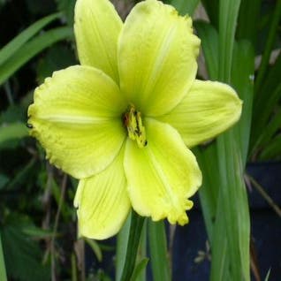 Taglilie (Hemerocallis 'Green Flutter')
