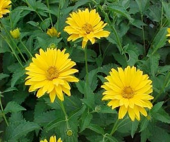 Sonnenauge (Heliopsis helianthoides scabra)