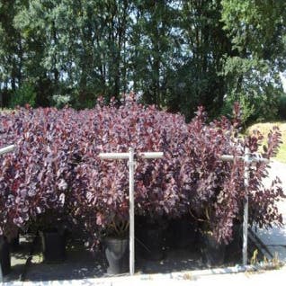 Pruikenboom (Cotinus coggygria 'Royal Purple')