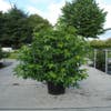 Amberbaum als Strauch (Liquidambar styraciflua)