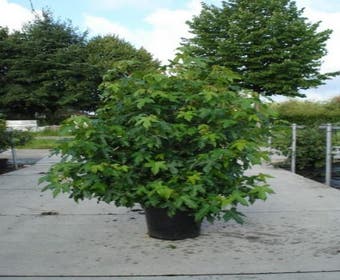 Amberbaum als Strauch (Liquidambar styraciflua)