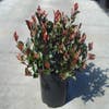 Glansmispel (Photinia fraseri 'Little Red Robin')