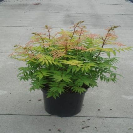 Ebereschenspiere (Sorbaria sorbifolia 'Sem')