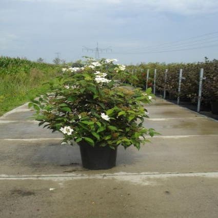 Schneeball (Viburnum plicatum 'Watanabe')