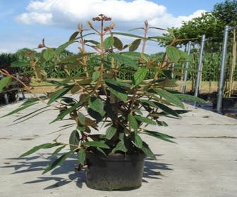 Schneeball (Viburnum rhytidophyllum)