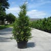 Grüne Heckenkonifere (Thuja occidentalis 'Brabant')