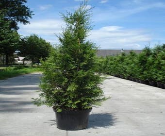 Grüne Heckenkonifere (Thuja occidentalis 'Brabant')