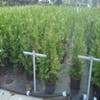 Riesenlebensbaum (Thuja plicata 'Excelsa')