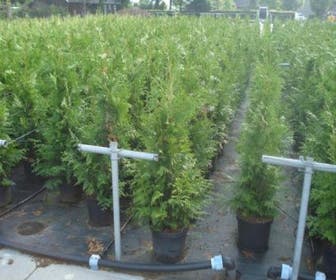 Riesenlebensbaum (Thuja plicata 'Excelsa')