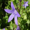 Glockenblume (Campanula poscharskyana)