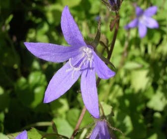 Glockenblume (Campanula poscharskyana)