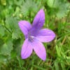 Glockenblume (Campanula portenschlagiana) BIO