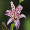 Armeluis Orchidee/Paddel-Lilie (Tricyrtis formosana)