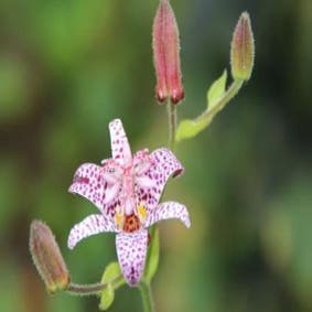 Armeluis Orchidee/Paddel-Lilie (Tricyrtis formosana)