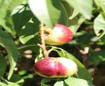 Nektarine (Prunus Persica Nucipersica)