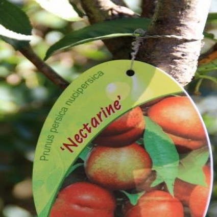 Nektarine (Prunus Persica Nucipersica)
