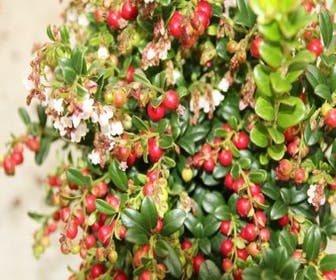 Rote Beere (Vaccinium 'Red Candy')
