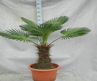 Winterharte Palme (Trachycarpus wagnerianus)