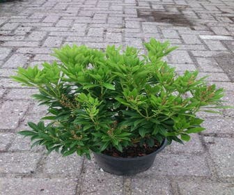 Steinheide (Pieris japonica 'Debutante')