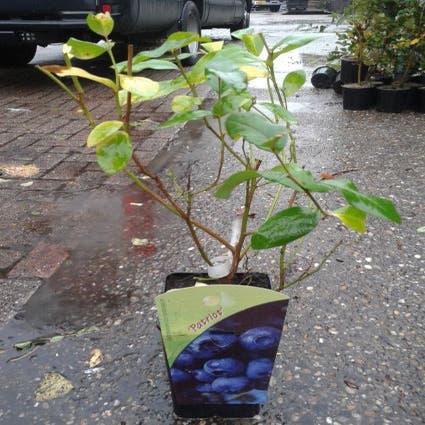 Blaue Heidelbeere (Vaccinium corymbosum 'Patriot')