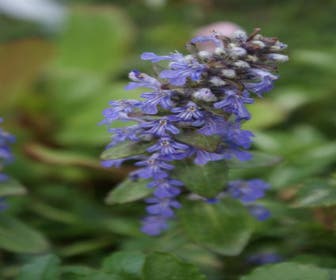 Zitronenmelisse (Ajuga reptans)
