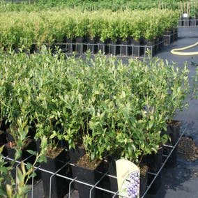Blaubeere (Vaccinium corymbosum 'Bluecrop')