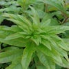Schmalblättriges Weidenröschen (Epilobium angustifolium)