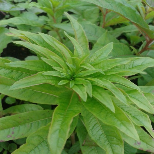 Schmalblättriges Weidenröschen (Epilobium angustifolium)