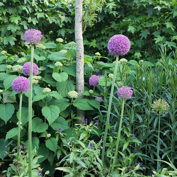 Sierui (Allium giganteum)