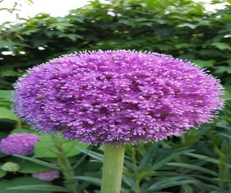 Sierlauch (Allium giganteum)