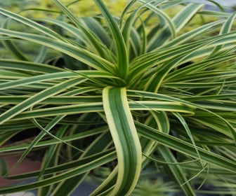 Segge (Carex Evercream)