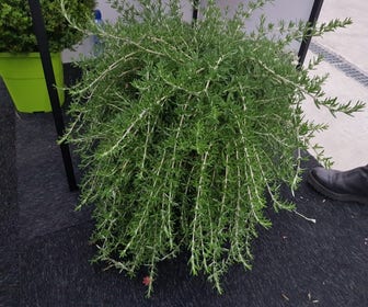 Rosmarin (Rosmarinus 'Blue Cascade®')