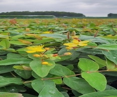 Johanniskraut (Hypericum 'Autumn Blaze')
