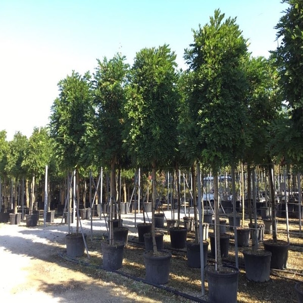 Blauer Regen als Baum (Wisteria formosa 'Issai')