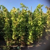 Traube (Vitis vinifera 'Alphonse Lavalle')