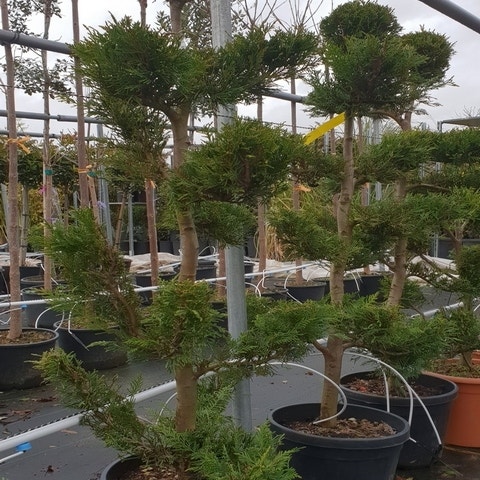 Grüne Konifere als Bonsai