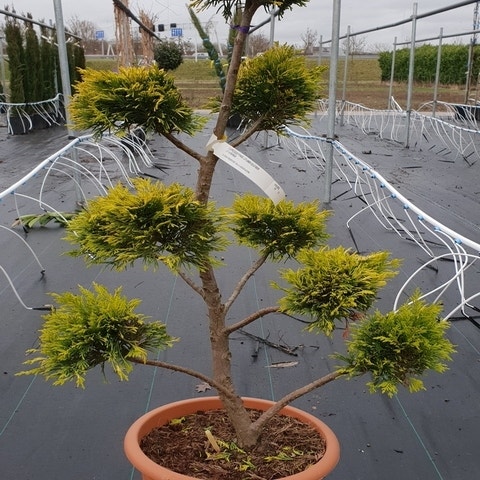 Cupressocyparis als Bonsai (Cupressocyparis leylandii 'Gold Rider')
