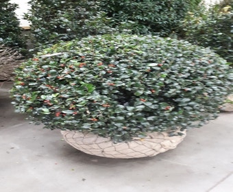 Stechpalme in Kugelform (Ilex altaclerensis ‘Camelliifolia’)