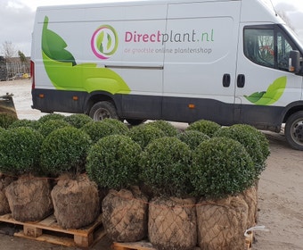 Japanische Stechpalme in Kugelform (Ilex crenata 'Caroline Upright')