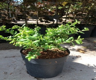 Japanische Stechpalme (Ilex crenata 'Green Lustre)