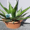 Winterharte Agave (Agave 'Gentryi Jaws')