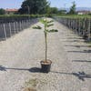 Feigenbaum (Ficus carica 'Panache')