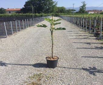 Feigenbaum (Ficus carica 'Rouge de Bordeaux')