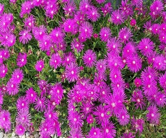 Eisblume (Delosperma cooperi)