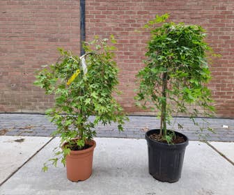 Japanischer Fächerahorn auf Stamm (Acer palmatum 'Ryusen')