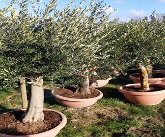 Olivenbaum als Solitär 30/40cm (Olea europaea) Schale