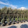 Ölweide als Spalierbaum (Elaeagnus ebbingei) JETZT EXTRA GÜNSTIG