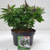 Schmetterlingsflieder (Buddleja davidii Candy Lila Sweetheart®)